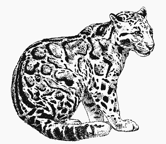 539x468 Daily Pills And Bottles Black And White Sketch On A Transparent