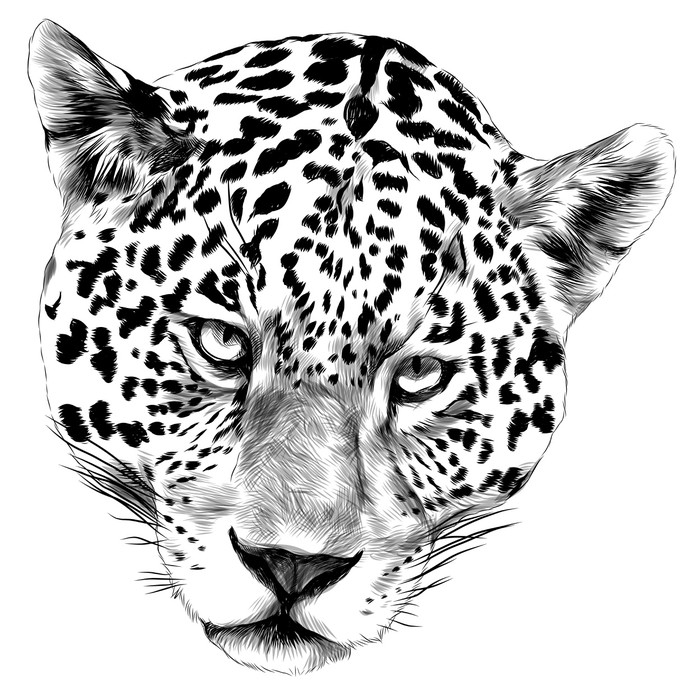 700x700 Jaguar Head Sketch Vector Graphics Monochrome Black And White