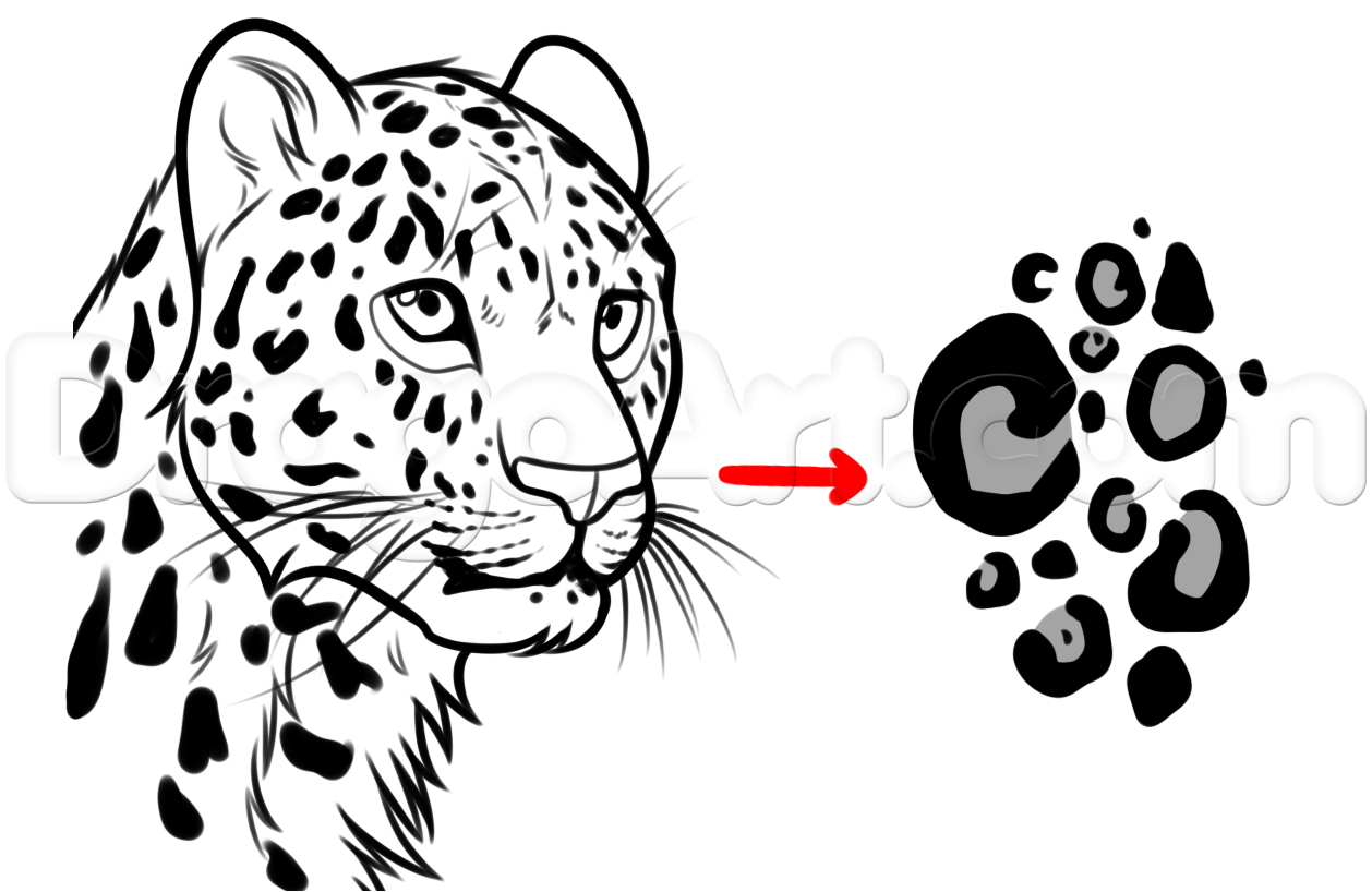 1258x818 Leopard Face Drawing Drawn Snow Leopard Simple