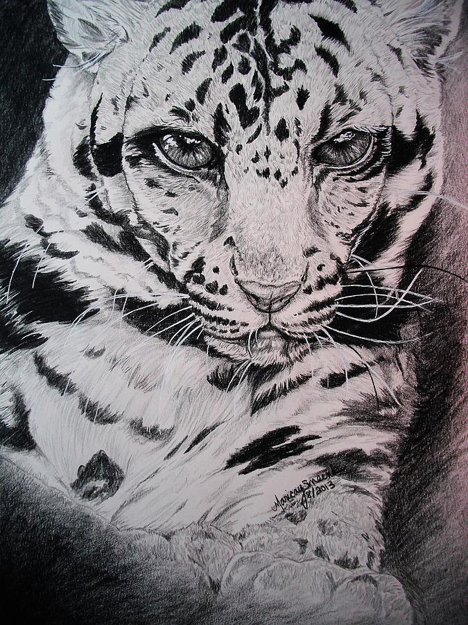 675x900 Clouded Leopard Study In Black And White Drawing By Maricay Smeenk