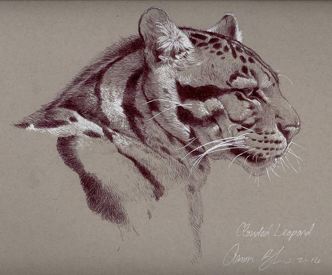 1080x896 Clouded Leopard Drawing Black Bic Pen And White Gelly Roll Pen
