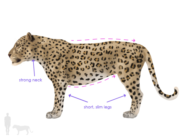 600x452 How To Draw Animals Big Cats, Their Anatomy And Patterns