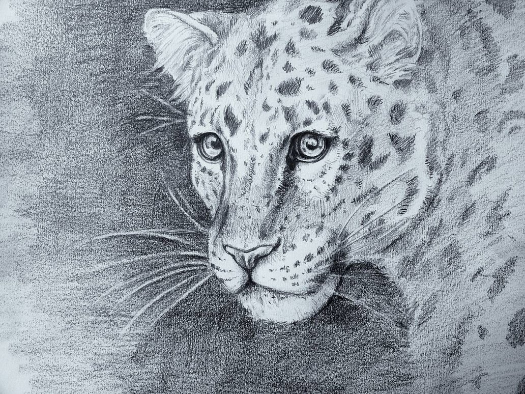 1032x774 Leopard By Repaintlife