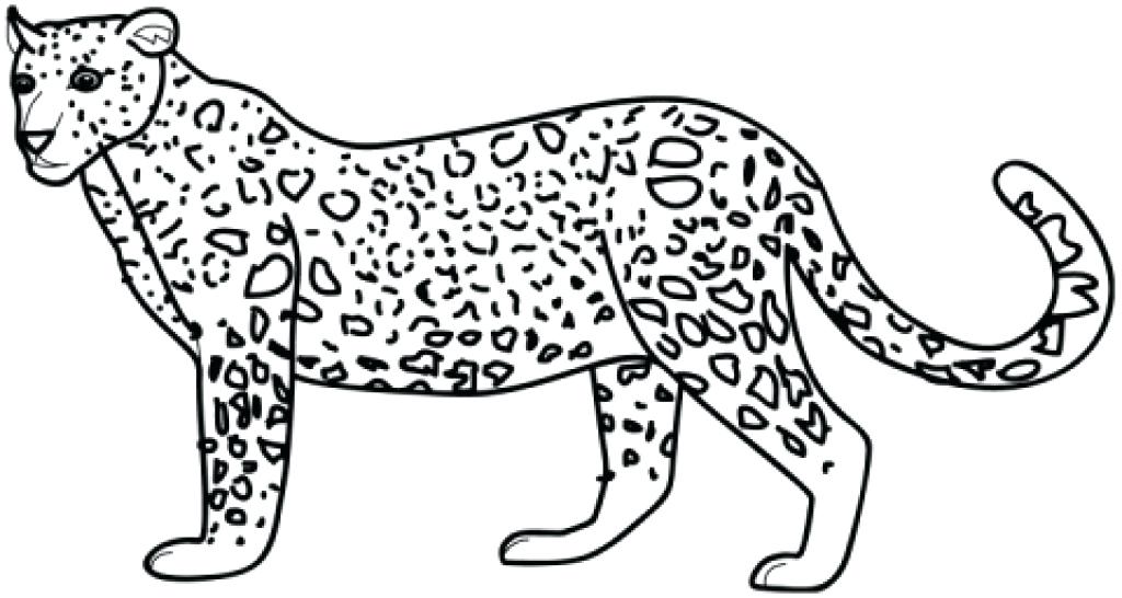 1024x546 Baby Snow Leopard Drawing At Free For Personal Use Beautiful Snow