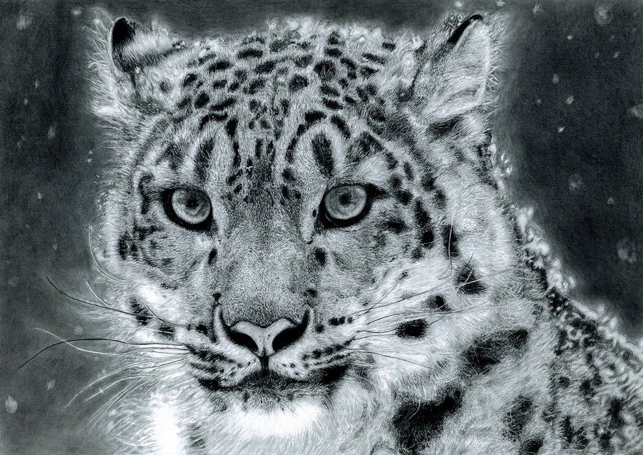 900x638 Snow Leopard Drawings Snow Leopard By Muse0107