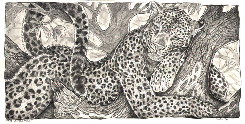 786x400 The Leopard Tree By Balaa