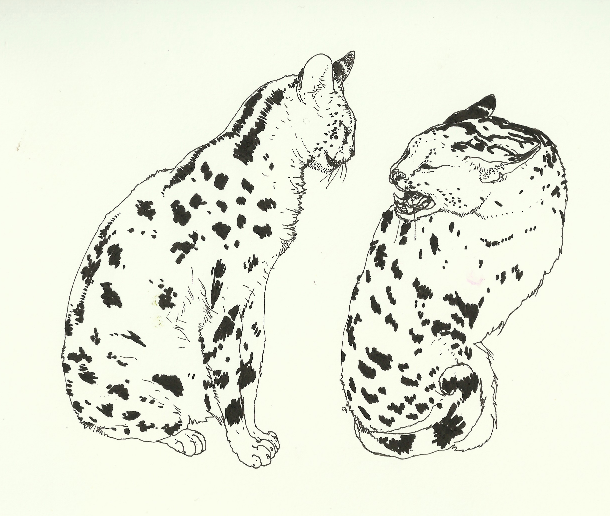 2441x2064 Wallpaper Dog Like Mammal, Black And White, Small To Medium