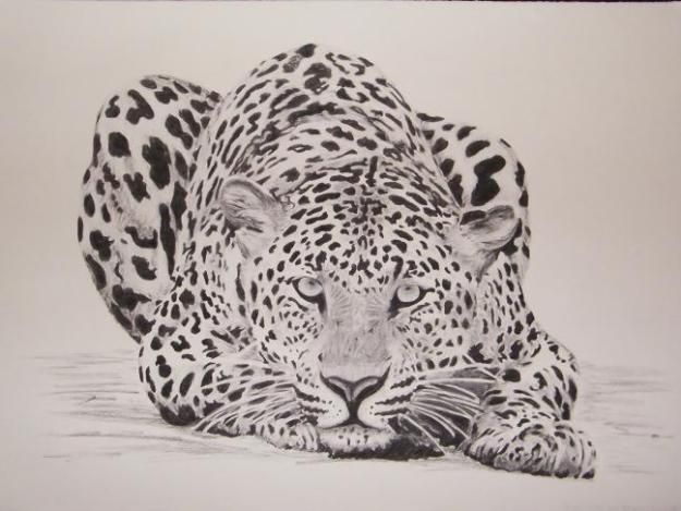 625x469 Sketch Drawings Off Pets Charcoal Drawings Of African Animals