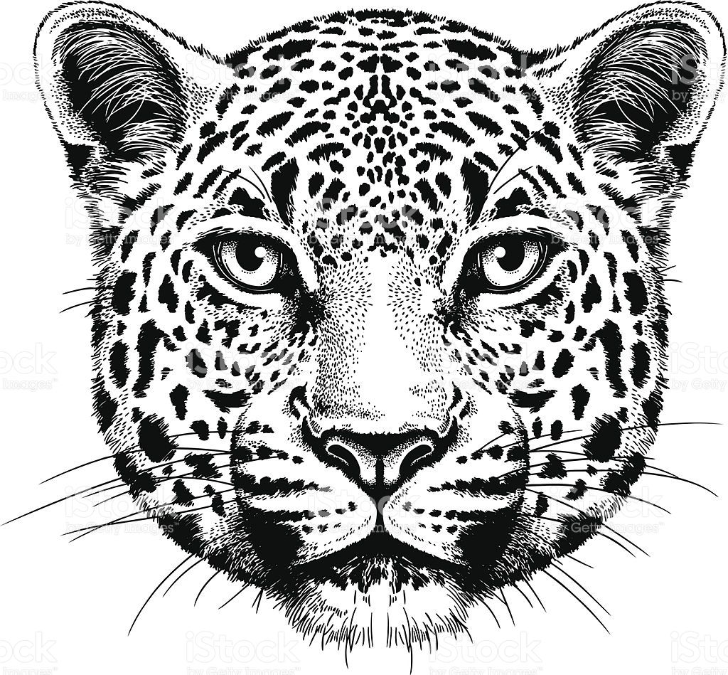 1024x949 Black And White Vector Sketch Of A Leopard's Face