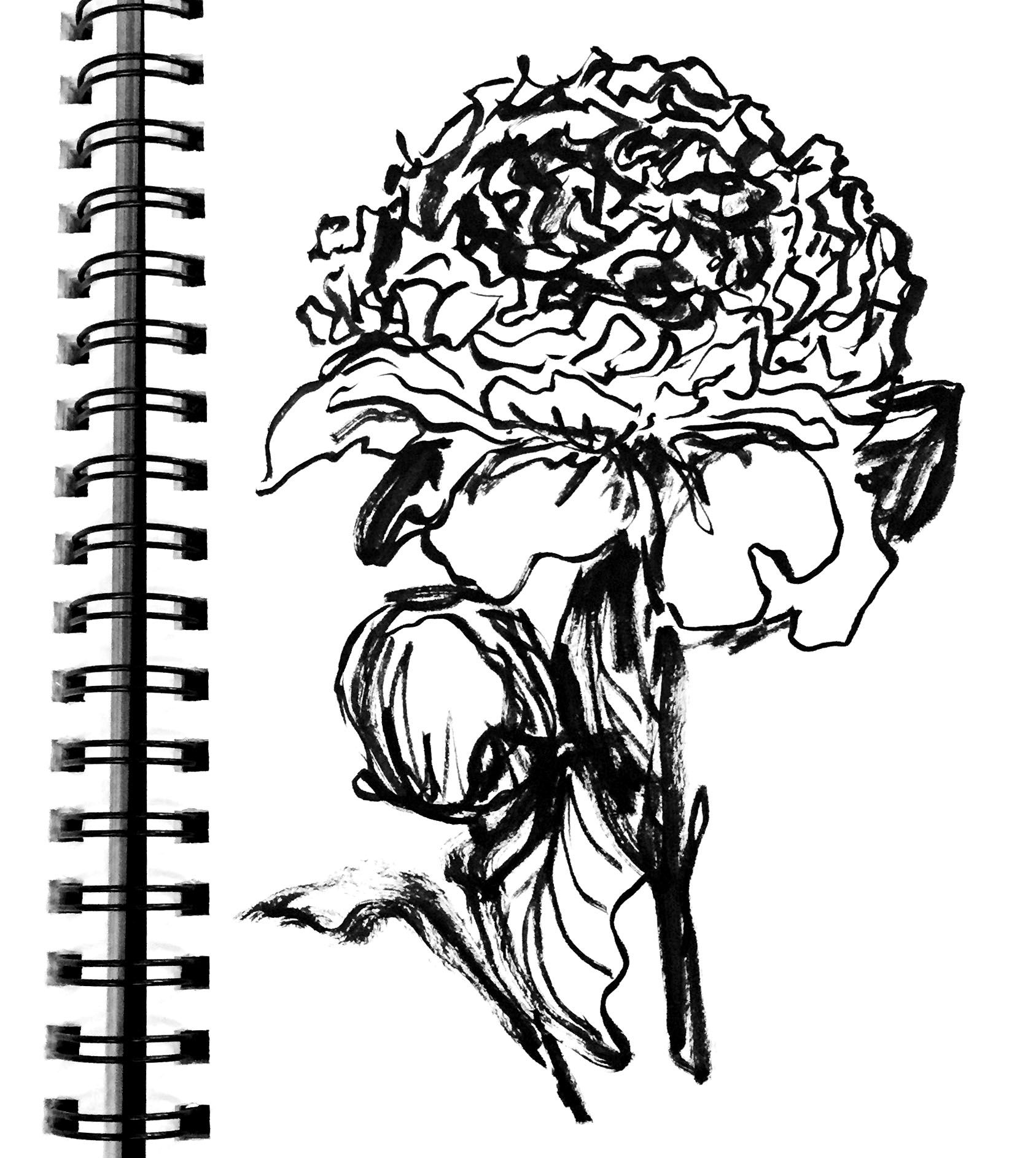 1687x1886 Semi Blind Contour Peony