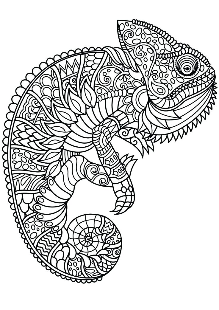 736x1040 Liger Coloring Pages Animal Coloring Photo Pic Animal Coloring