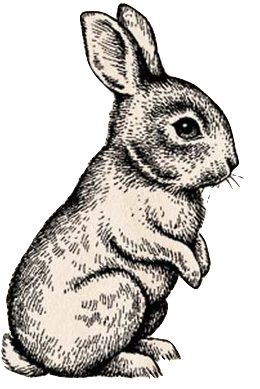 260x389 Rabbit Line Drawing Art Pencil Drawing Rabbit