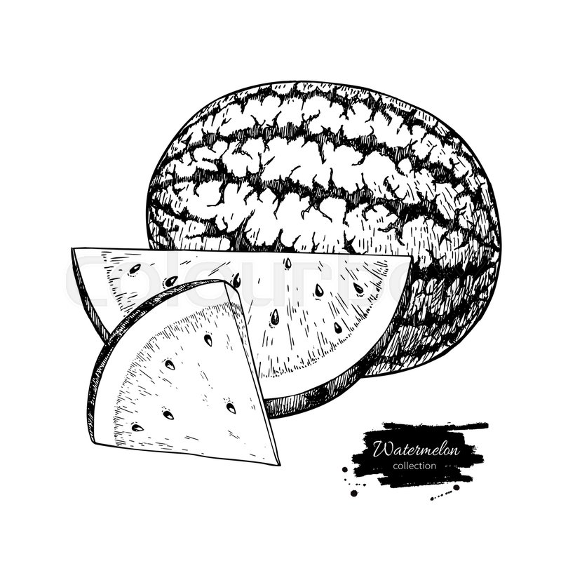 800x800 Watermelon And Slice Vector Drawing. Isolated Hand Drawn Berry