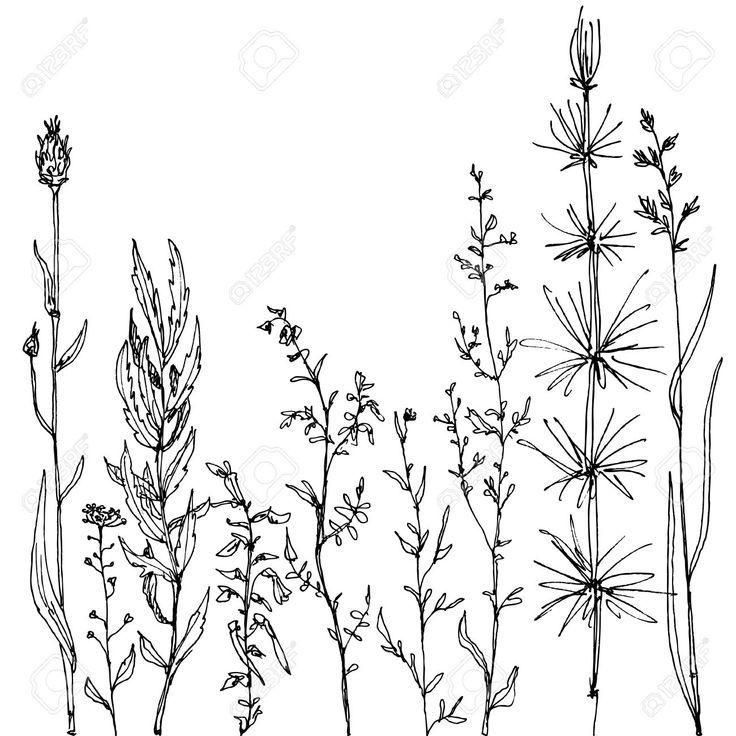 736x736 Flower Line Drawing Best 25 Flower Line Drawings Ideas
