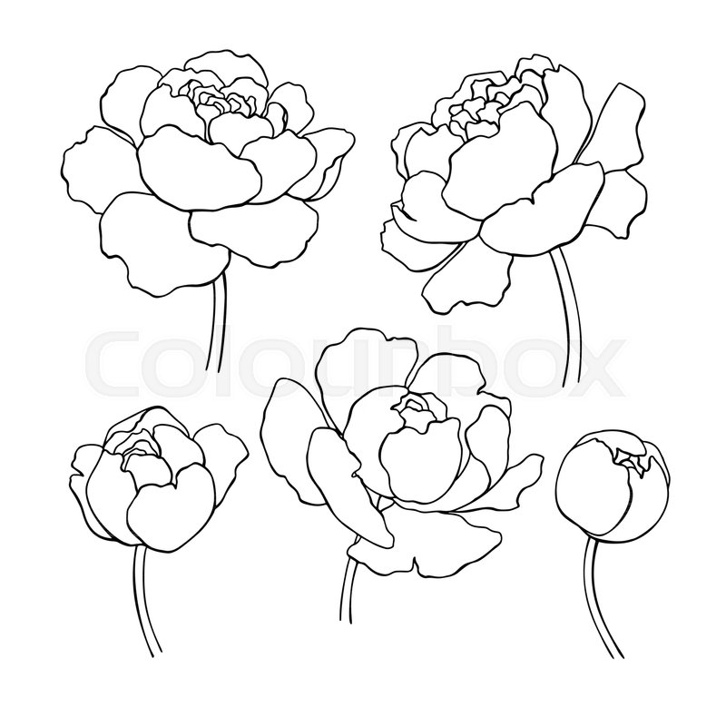 800x800 Peony Line Drawing. Vector Hand Drawn Outline Flower Set. Simple