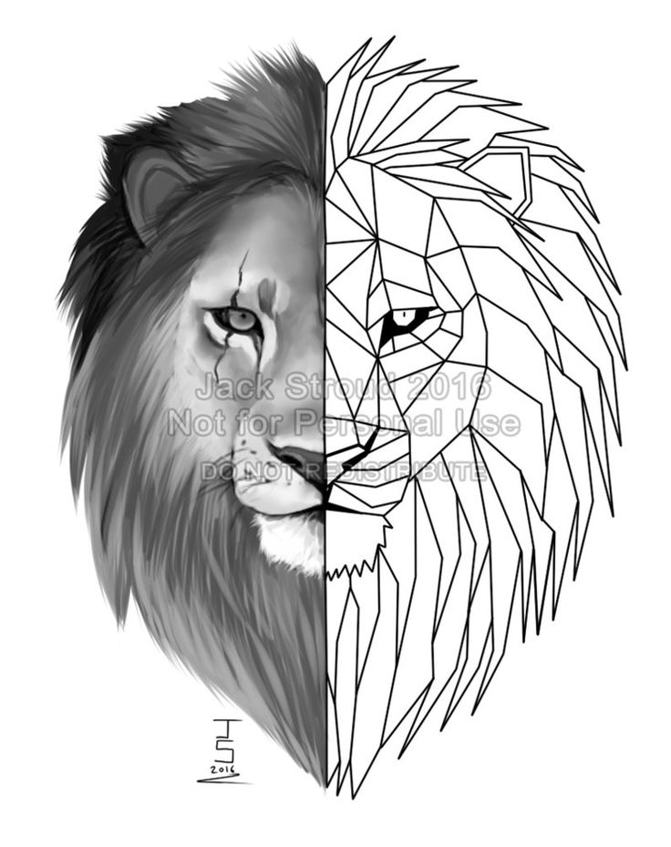 736x929 Drawn Lion Straight Line