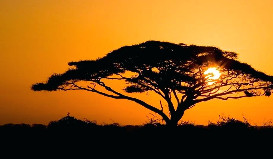 920x537 Lion King Tree Lion King Tree Drawing