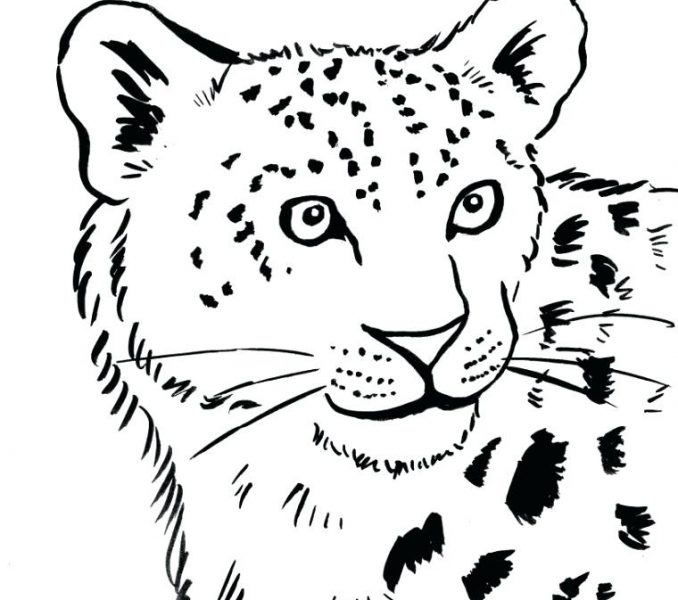 678x600 Snow Leopard Drawing Easy Learn To Color The Children