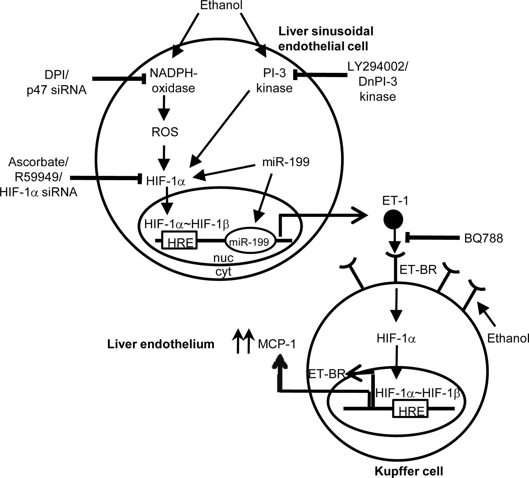 1800x1628 Ethanol Induced Expression Of Et 1 And Et Br In Liver Sinusoidal