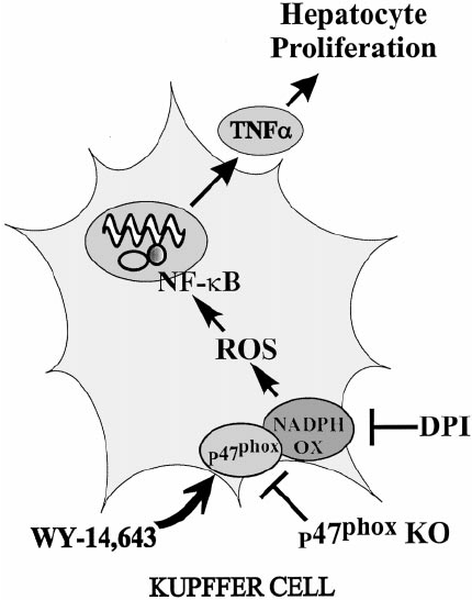 430x546 Fig. 6. Liver Weight, Hepatocyte Proliferation, And Induction