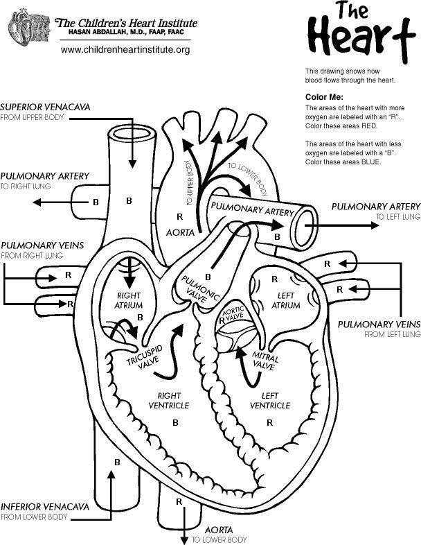 608x786 Free Printable Anatomy Coloring Book The Heart Heart Lung Liver