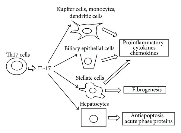 600x441 Il 17 Plays A Role In The Pathogenesis Of Liver Diseases. Il 17