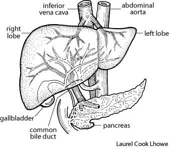 337x297 Liver Diagram By Laurel Cook Lhowe. The American Heritage Medical