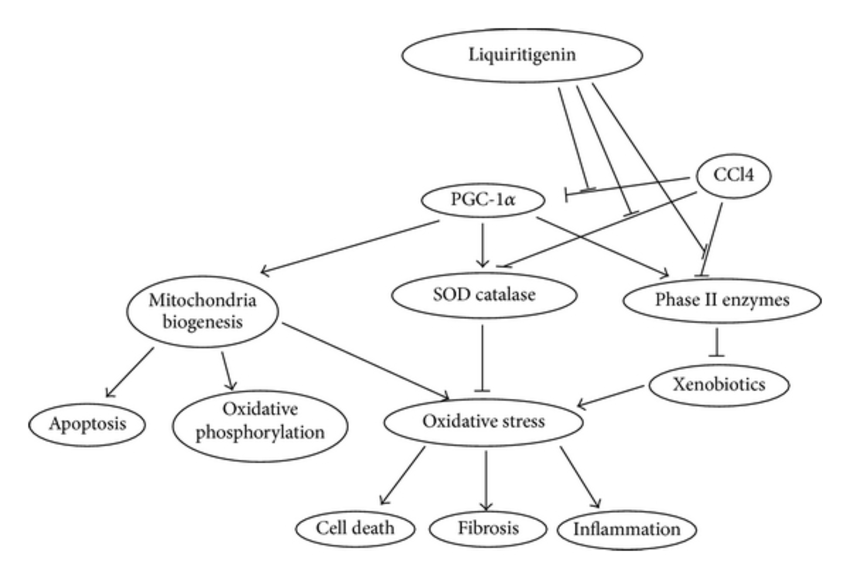 850x579 A Proposed Model On How Liquiritigenin Alleviates Ccl4 Induced
