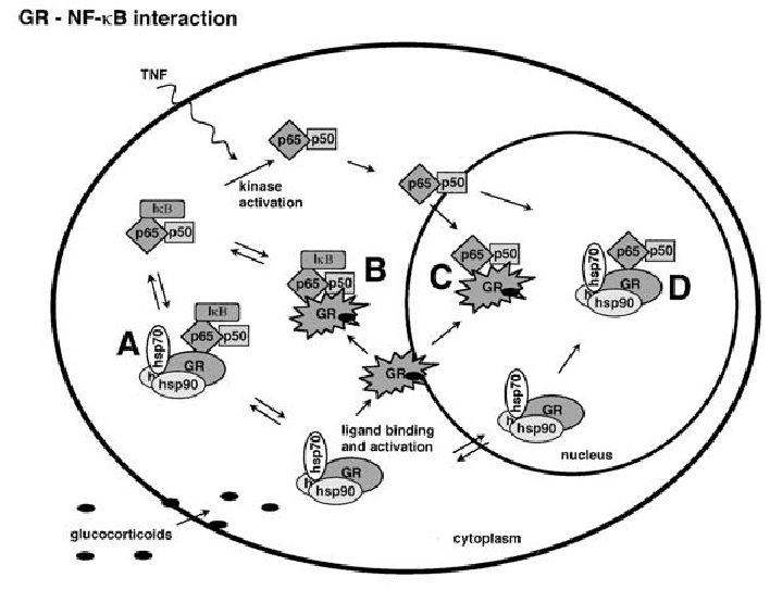 708x543 Nf B Is Found Within Various Gr Receptosomes In Liver Cells