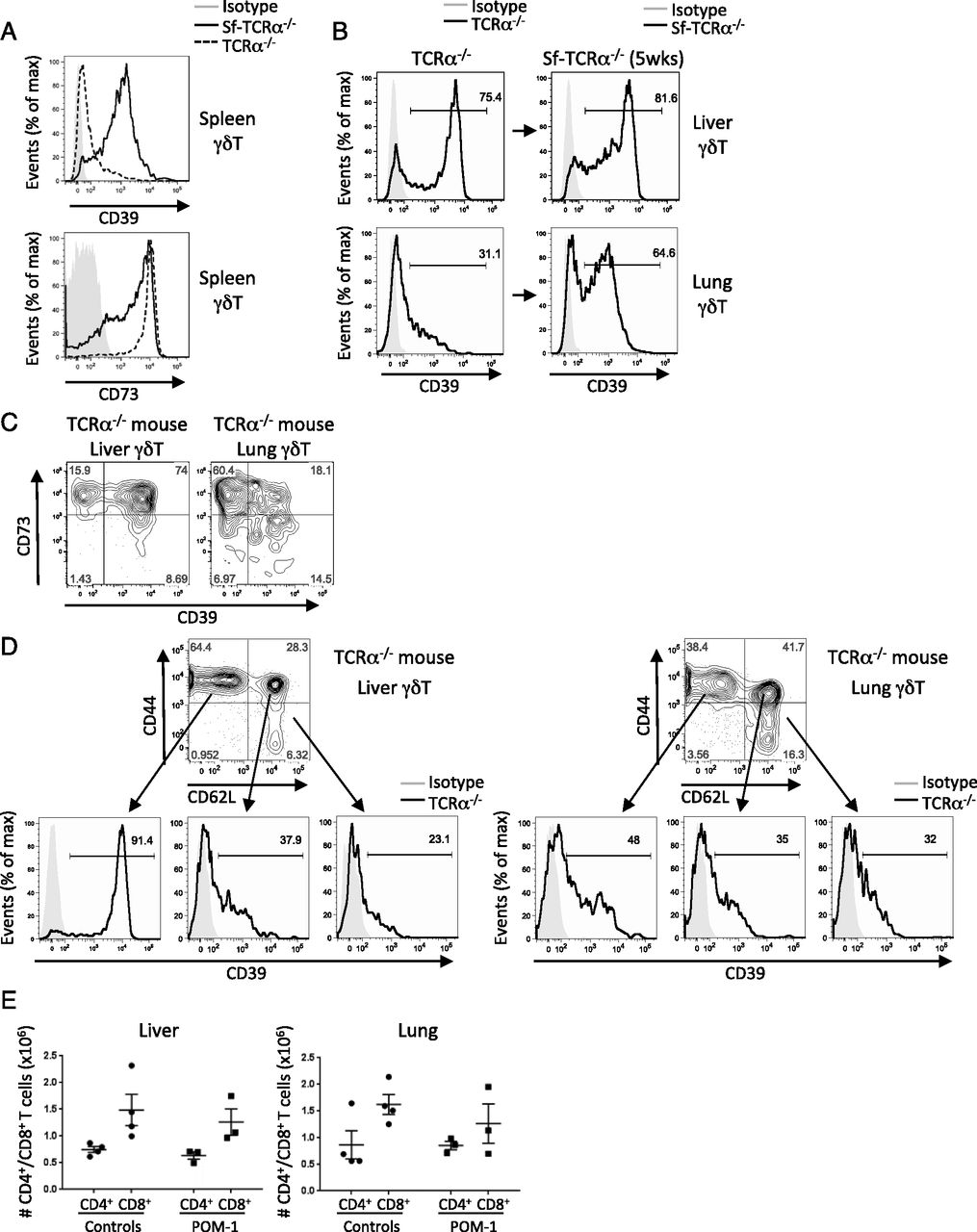 1015x1280 T Cells Protect The Liver And Lungs Of Mice From Autoimmunity