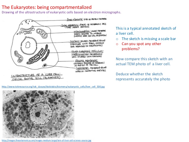638x479 1.2. Cell Ultrastructure