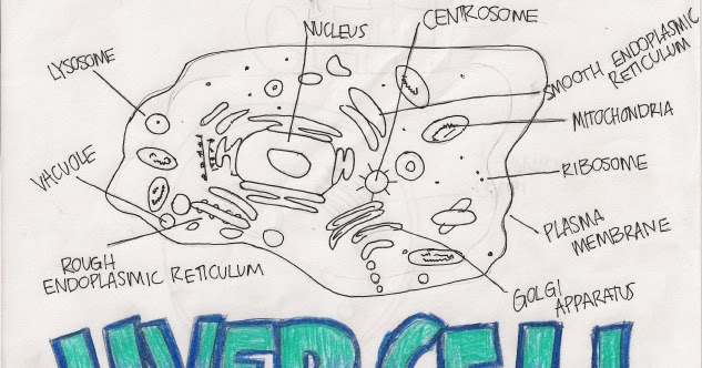 633x332 Cell Encyclopedia 2.3.1 Draw And Label (Er, Ribosome, Lysosome