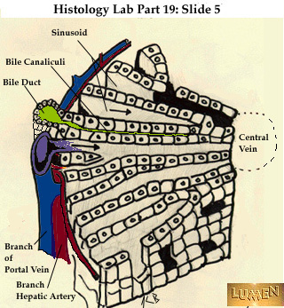 320x347 Histology Slides 1