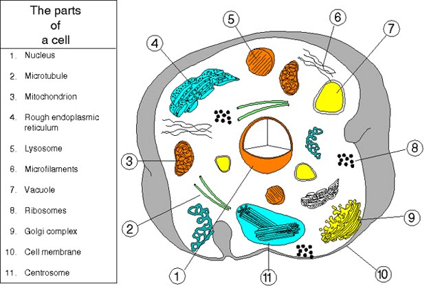 624x417 Topic 1.2 Ultra Structure Of Cells
