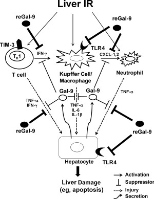 300x389 Cross Talk Interactions Underlying The Protective Effects Of Gal 9