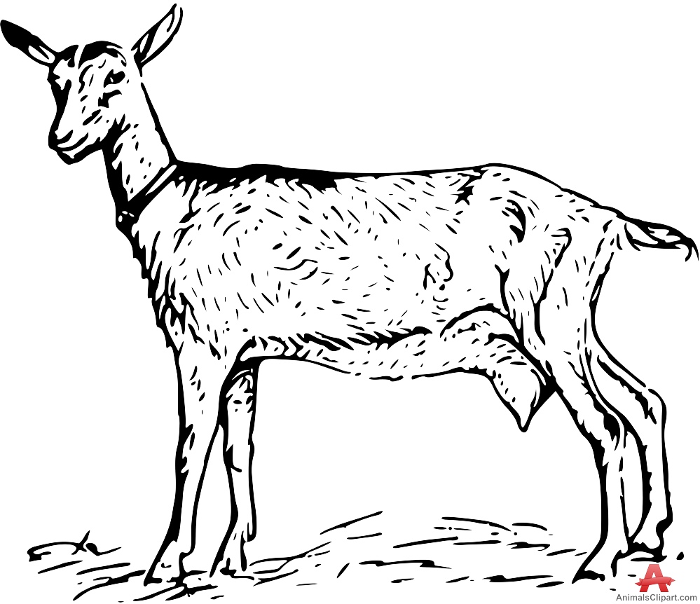 999x862 Goat Clipart Livestock