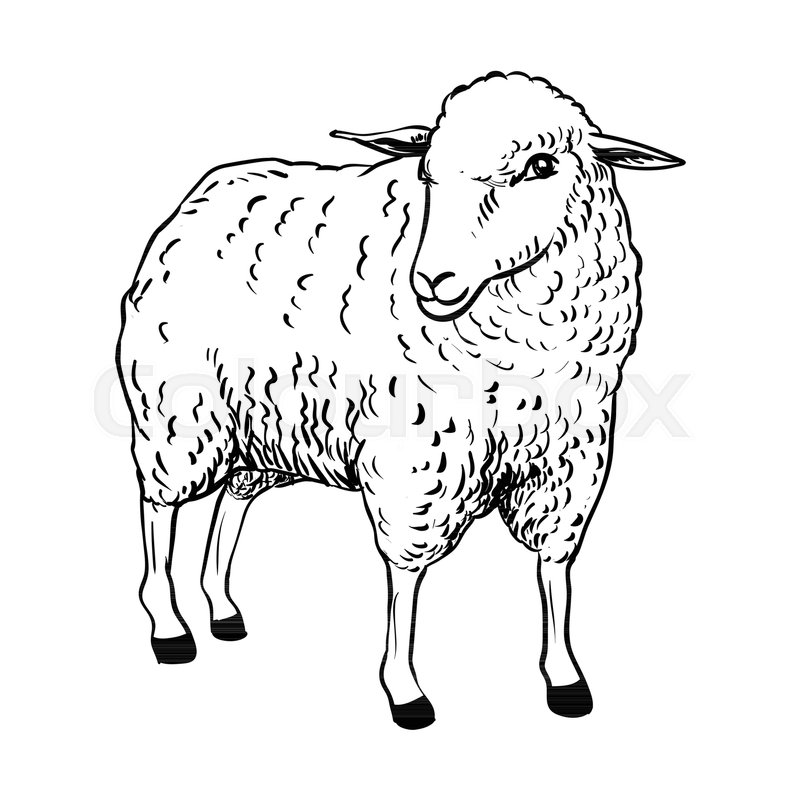800x800 Hand Drawing Of Cartoon Sheep, Sketch Design For Coloring Book