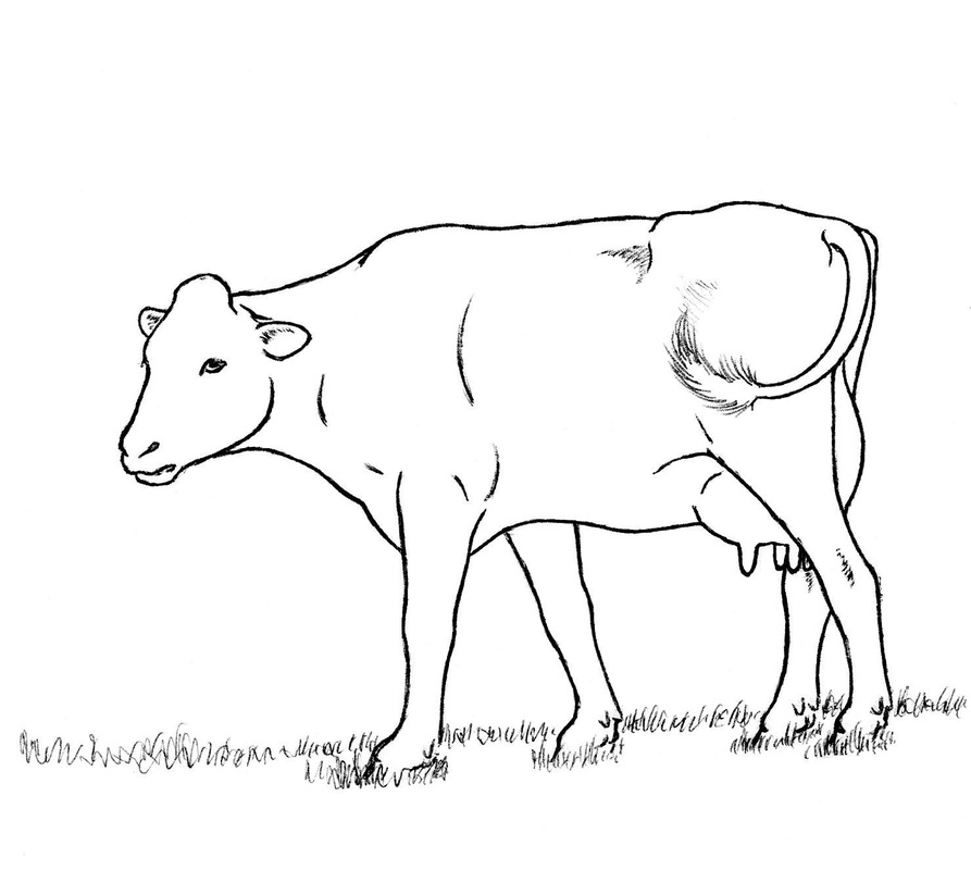 893x800 Non Goat Drawings