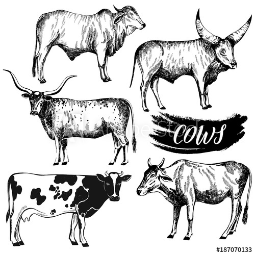 500x500 Set Of Hand Drawn Sketch Style Cattle. Vector Illustration