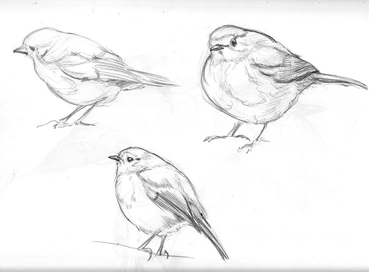 736x544 Pastel Drawing Of Robin