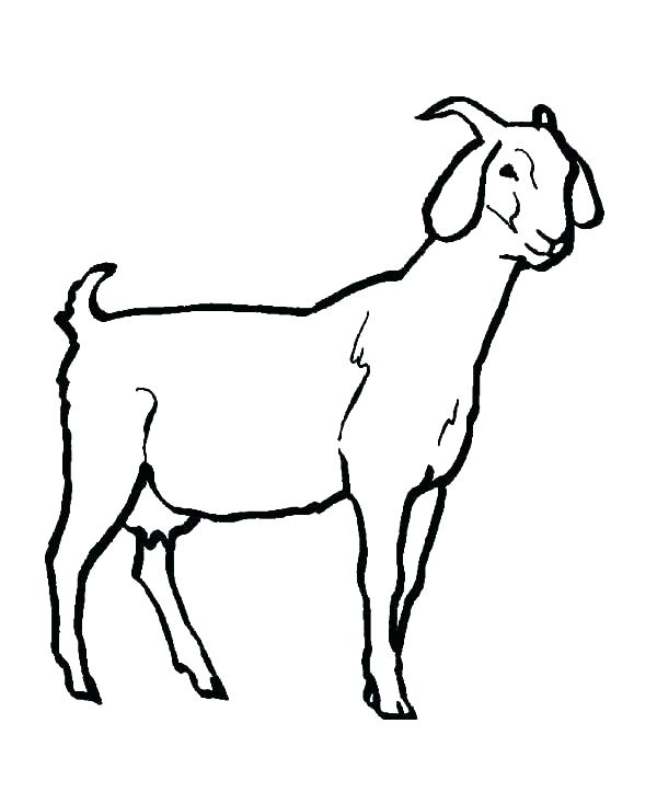 600x734 Boer Goat Coloring Pages Coloring Online Games Goat Pages Baby
