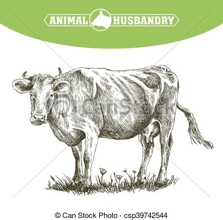 450x444 Sketch Of Cow Drawn By Hand. Livestock. Cattle. Animal Eps