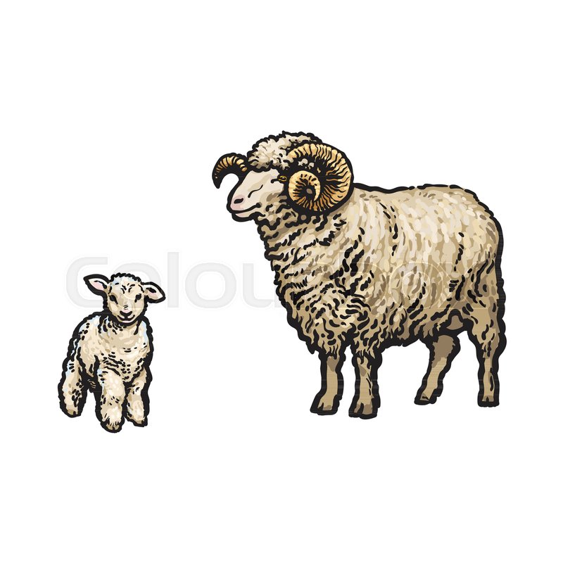 800x800 Vector Sketch Cartoon Style Horned Ram And Lamb. Isolated