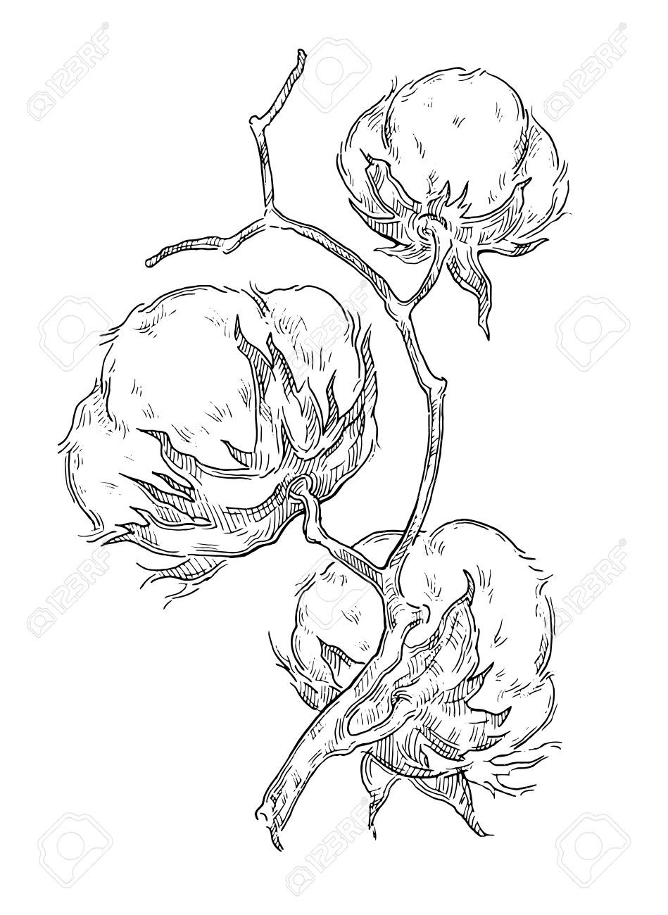 949x1300 Image Result For Cotton Plant Drawing Cotton