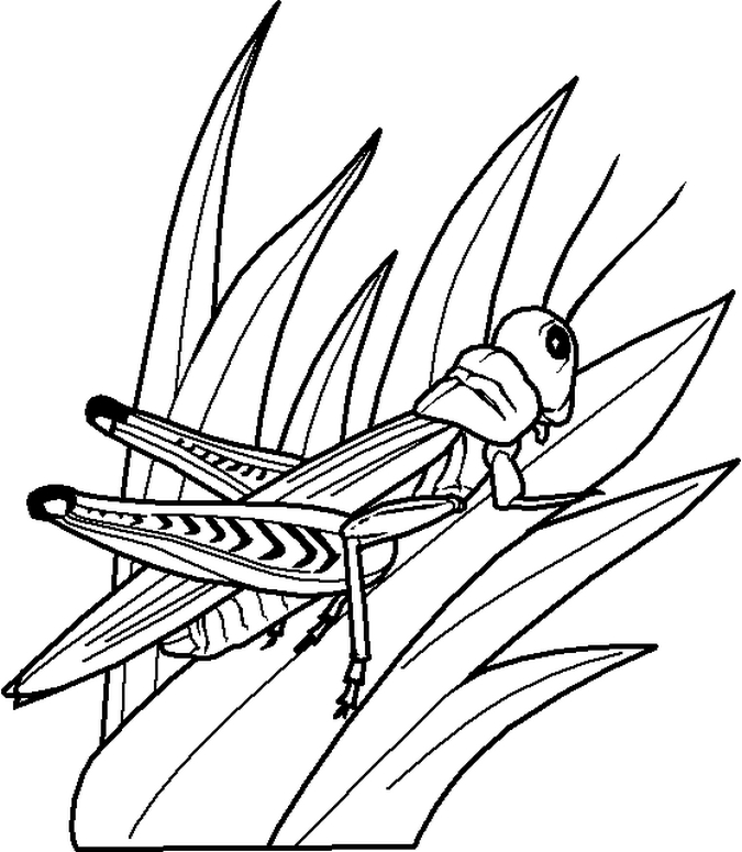 675x775 Locust Coloring Page