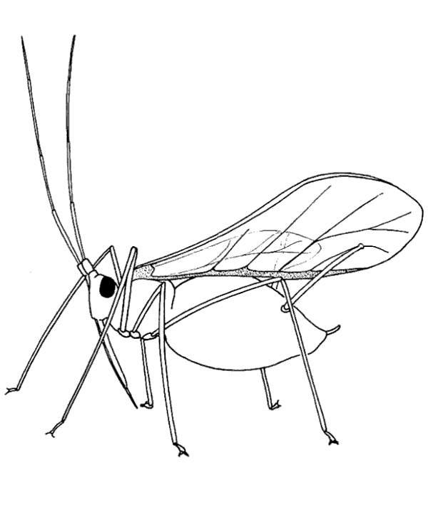600x740 Locust Printable Coloring Page To Print Or Download For Free