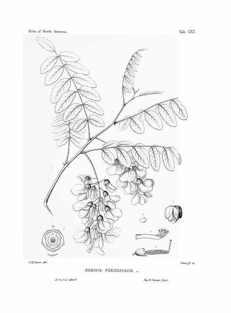 474x643 Black Locust (Robinia Pseudoacacia) Illustrations