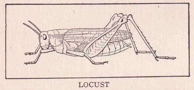 The best free Locust drawing images. Download from 49 free drawings of ...