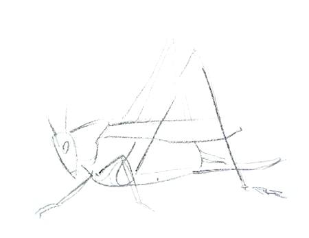 450x347 Grasshopper Drawing Grasshopper 27bw Adj Marks Meadow Tags