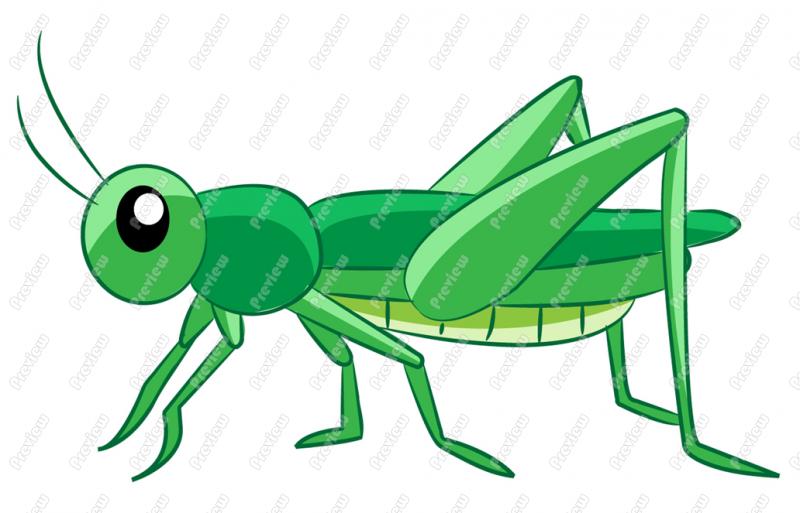 800x513 The Pictures